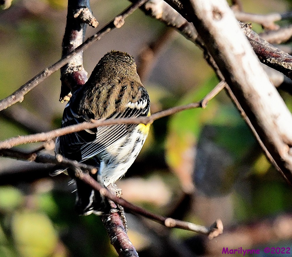 DSC_8632_001.JPG