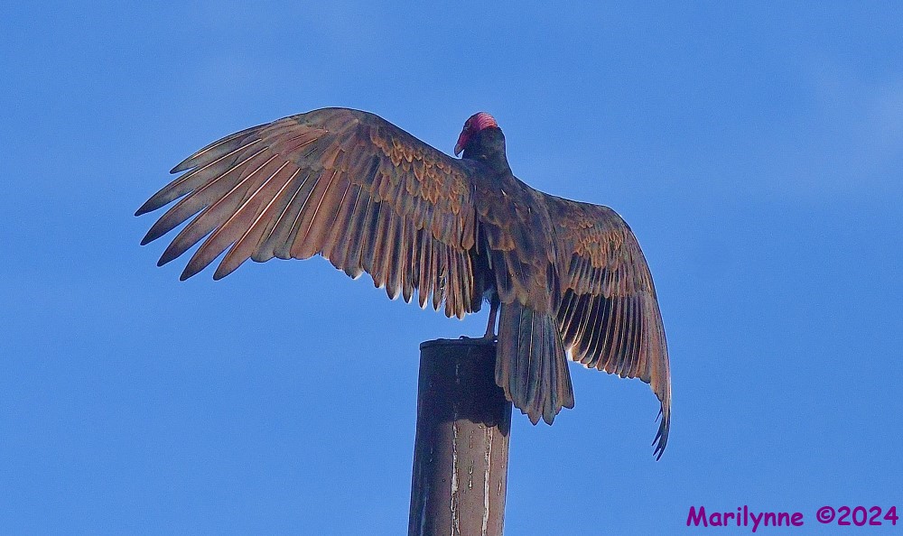 DSC_8633_001.JPG