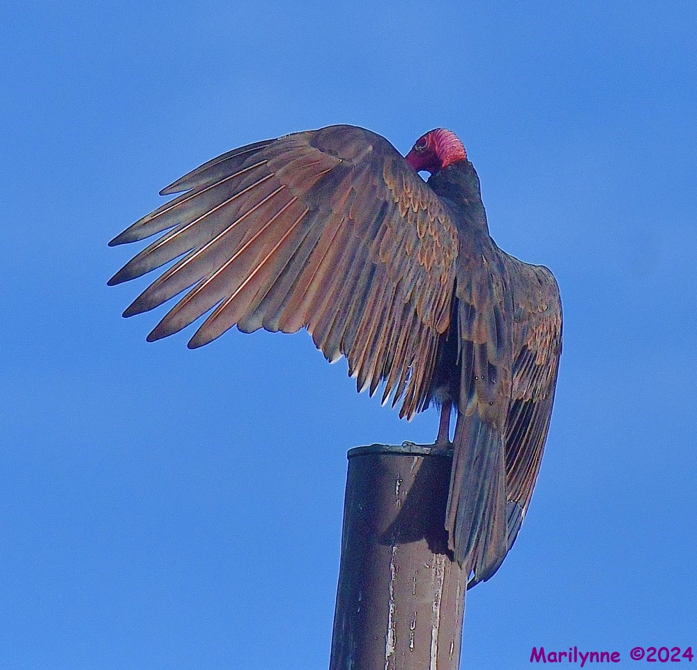 DSC_8634_001.JPG