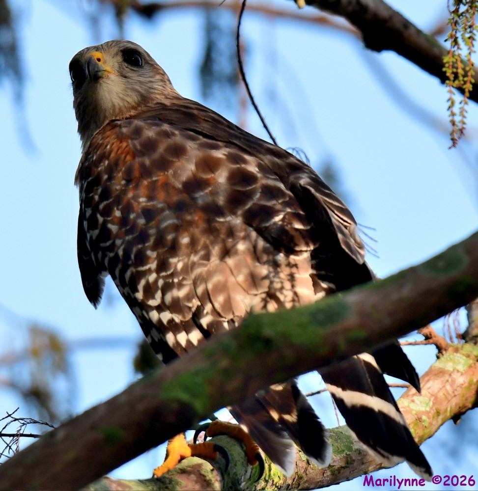 DSC_8635_001.JPG