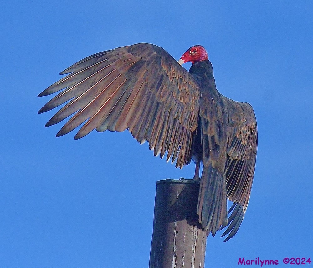 DSC_8638_001.JPG