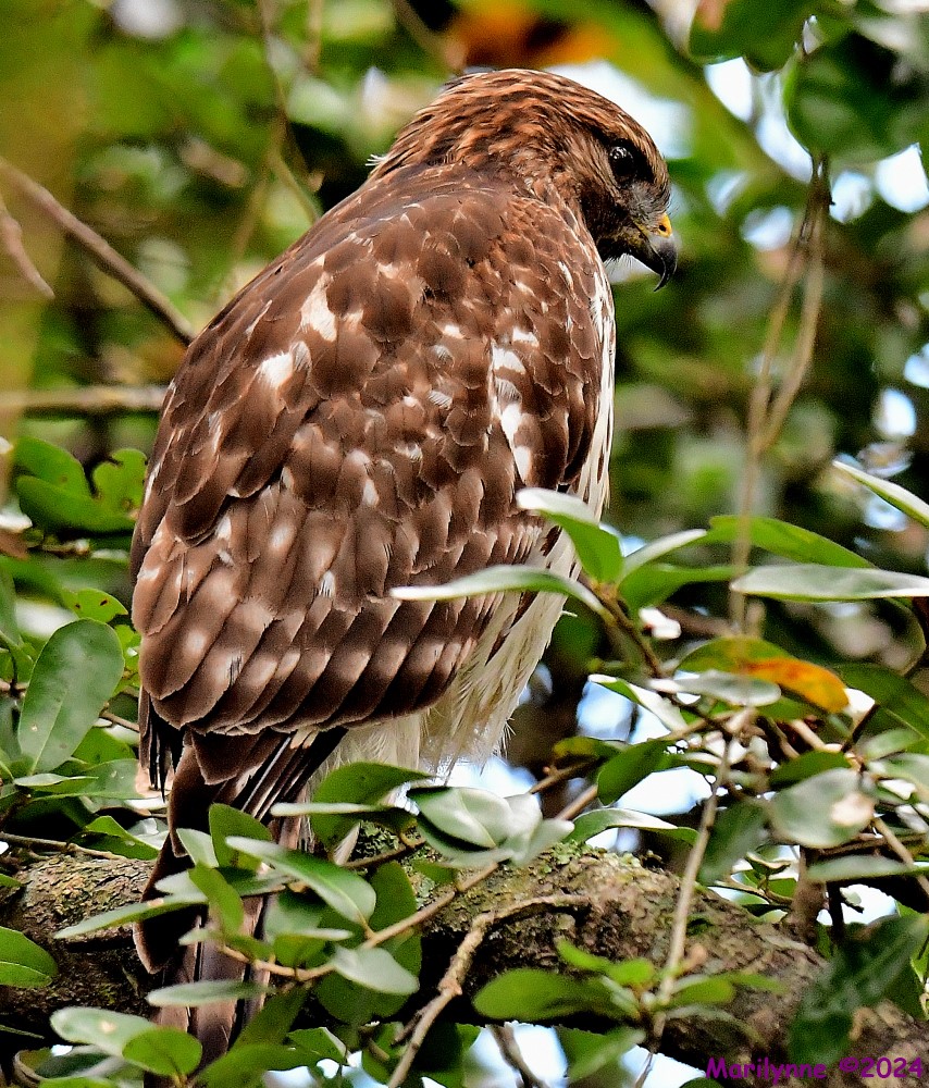 DSC_8640_001.JPG