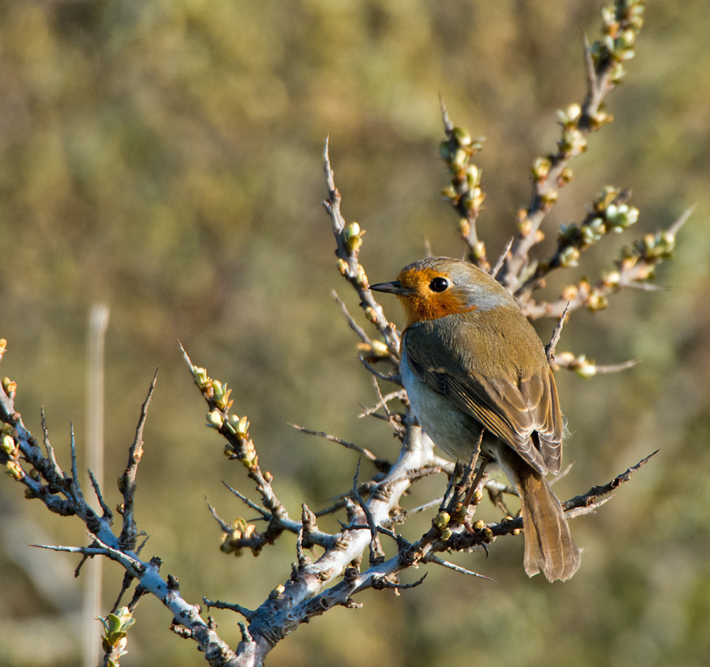 DSC_8642.jpg