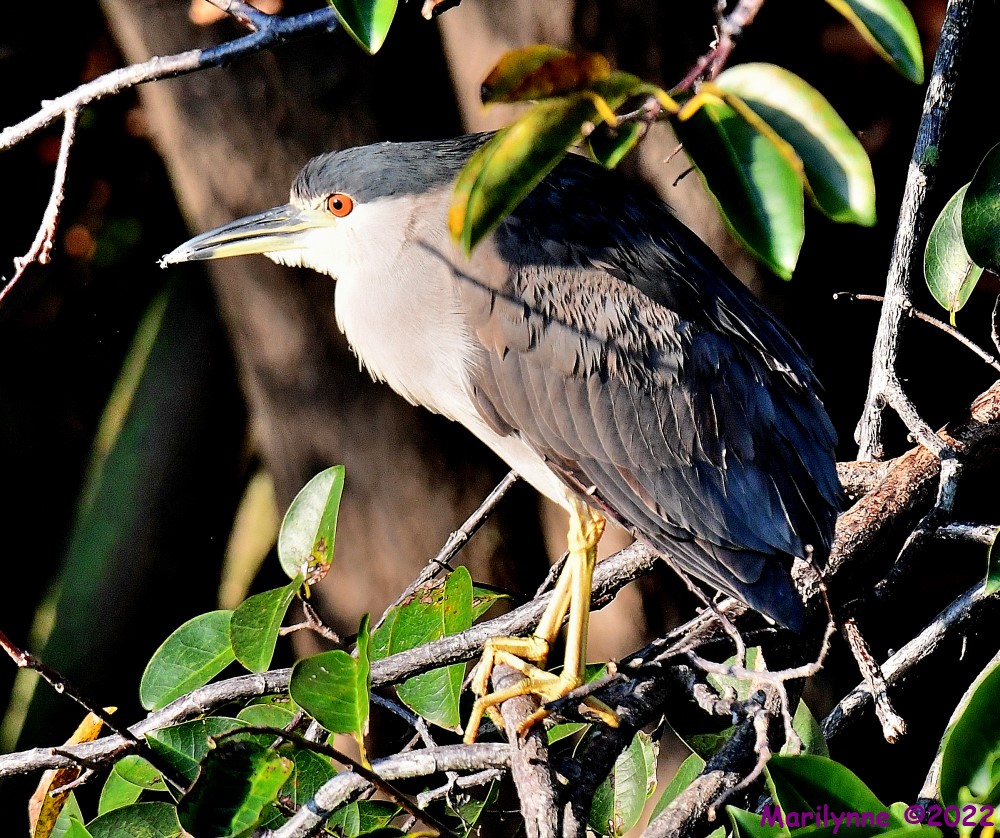 DSC_8642_001.JPG