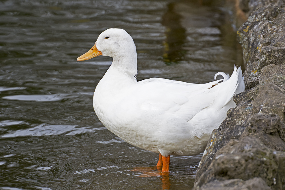 DSC_8643.jpg
