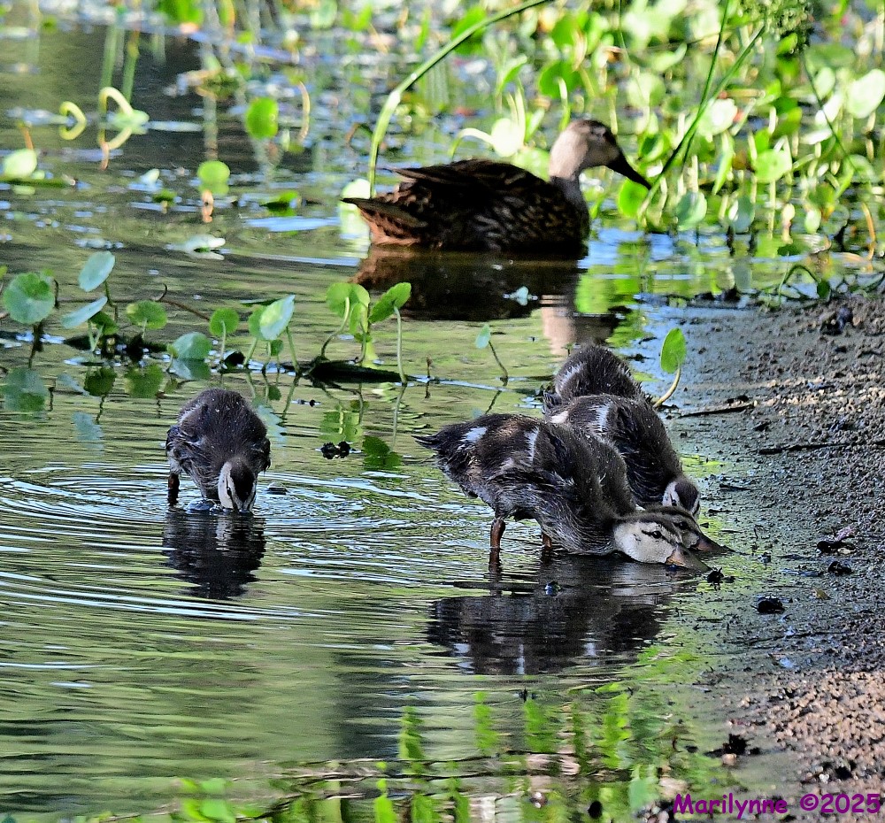 DSC_8644_001.JPG