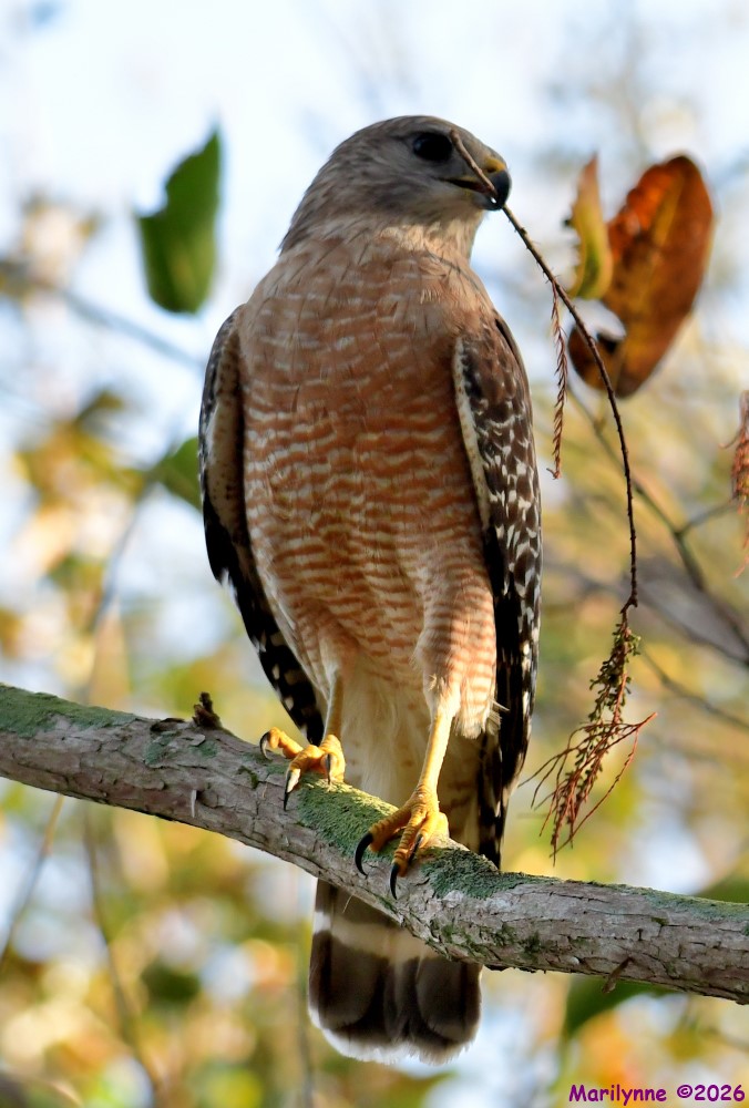 DSC_8645_001.JPG