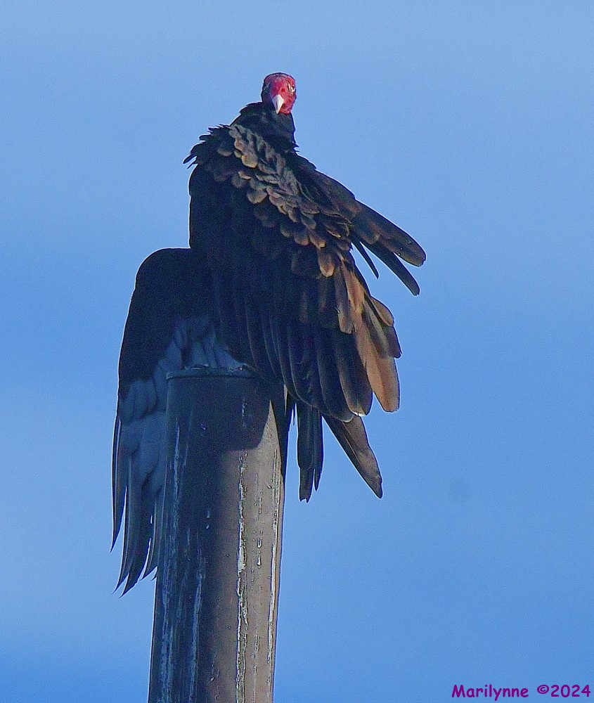 DSC_8646_001.JPG