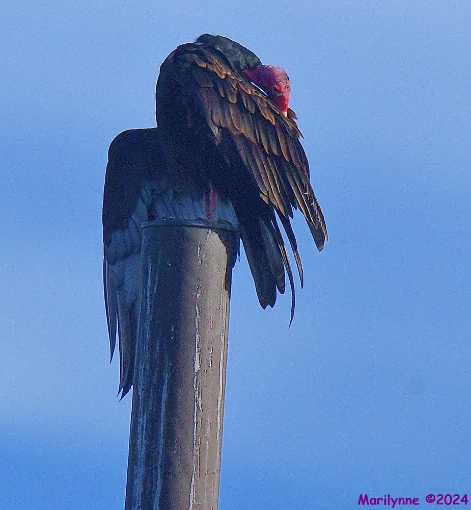 DSC_8647_001.JPG