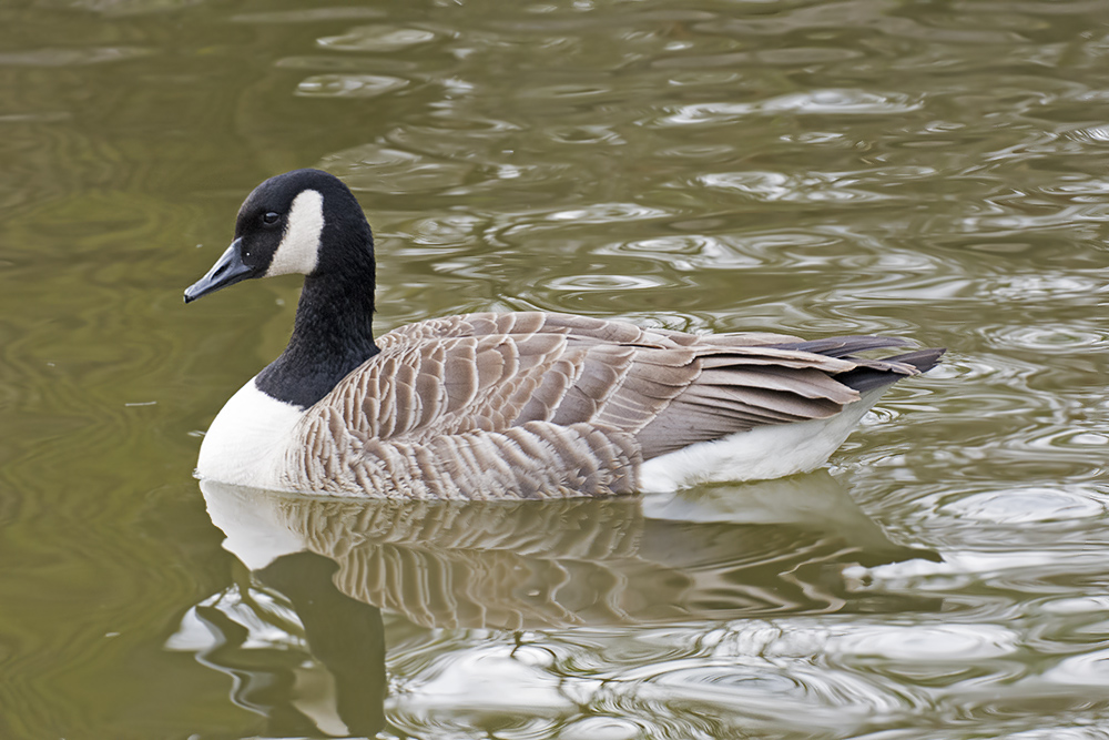 DSC_8648.jpg