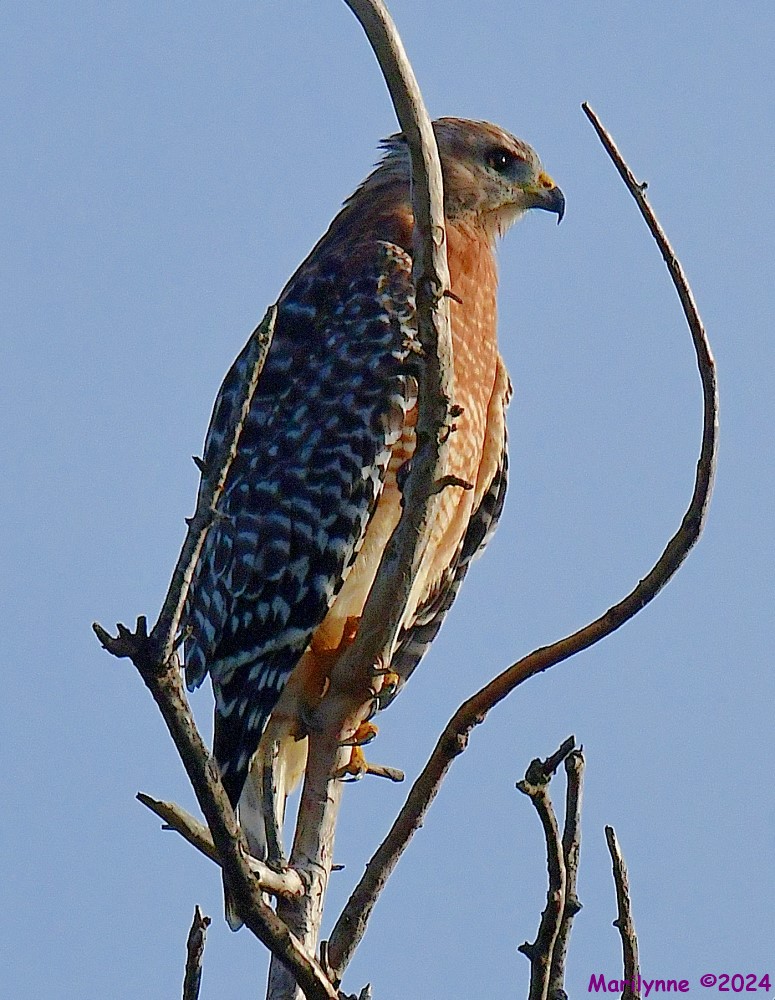 DSC_8649_001.JPG
