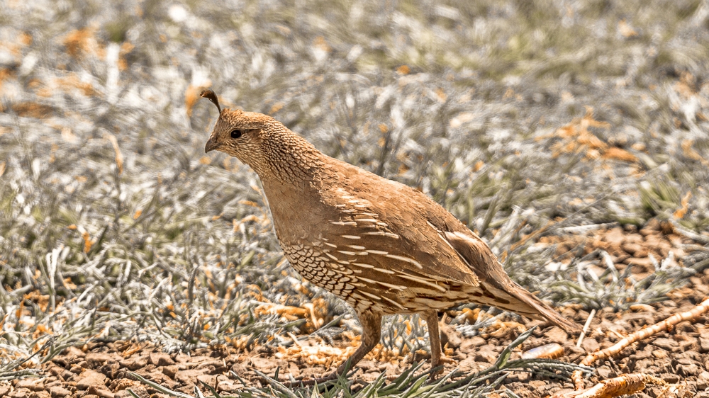 DSC_8650.jpg