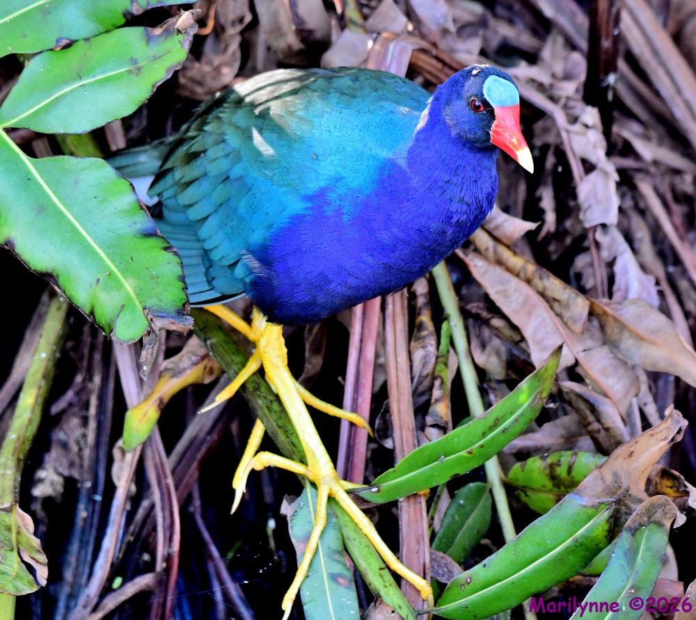DSC_8651_001.JPG