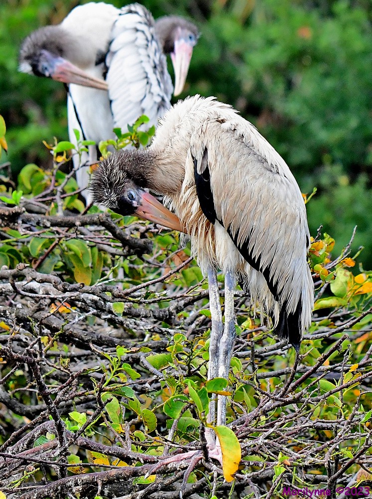 DSC_8654_001.JPG