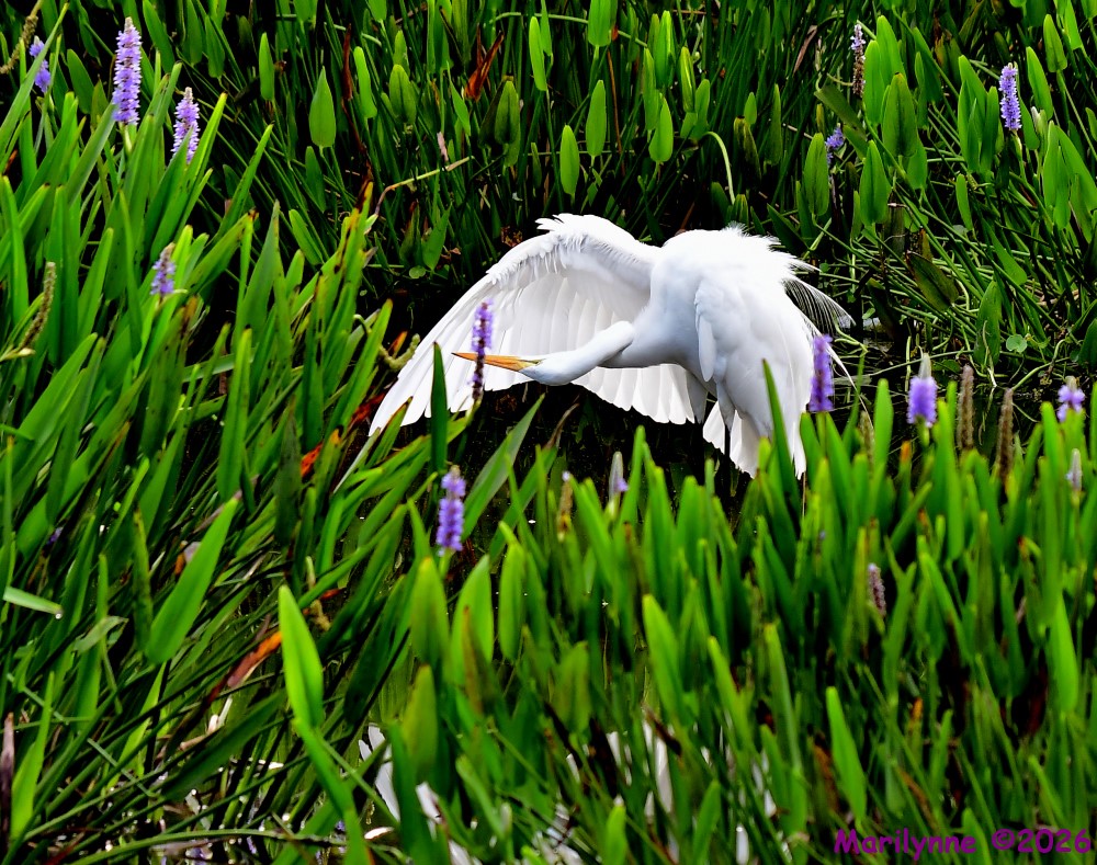 DSC_8654_001.JPG