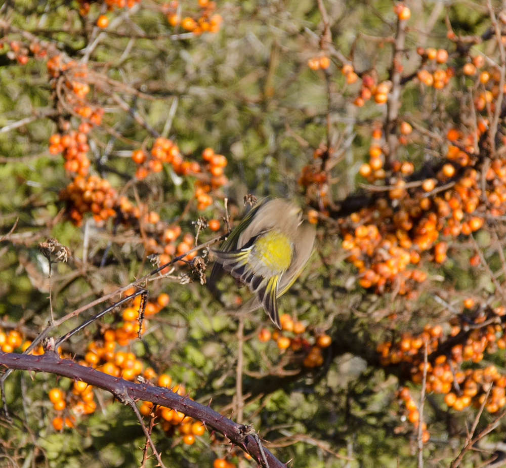 DSC_8656.jpg