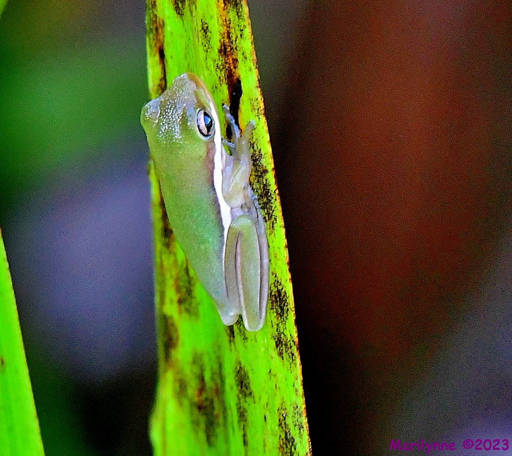 DSC_8656_001.JPG