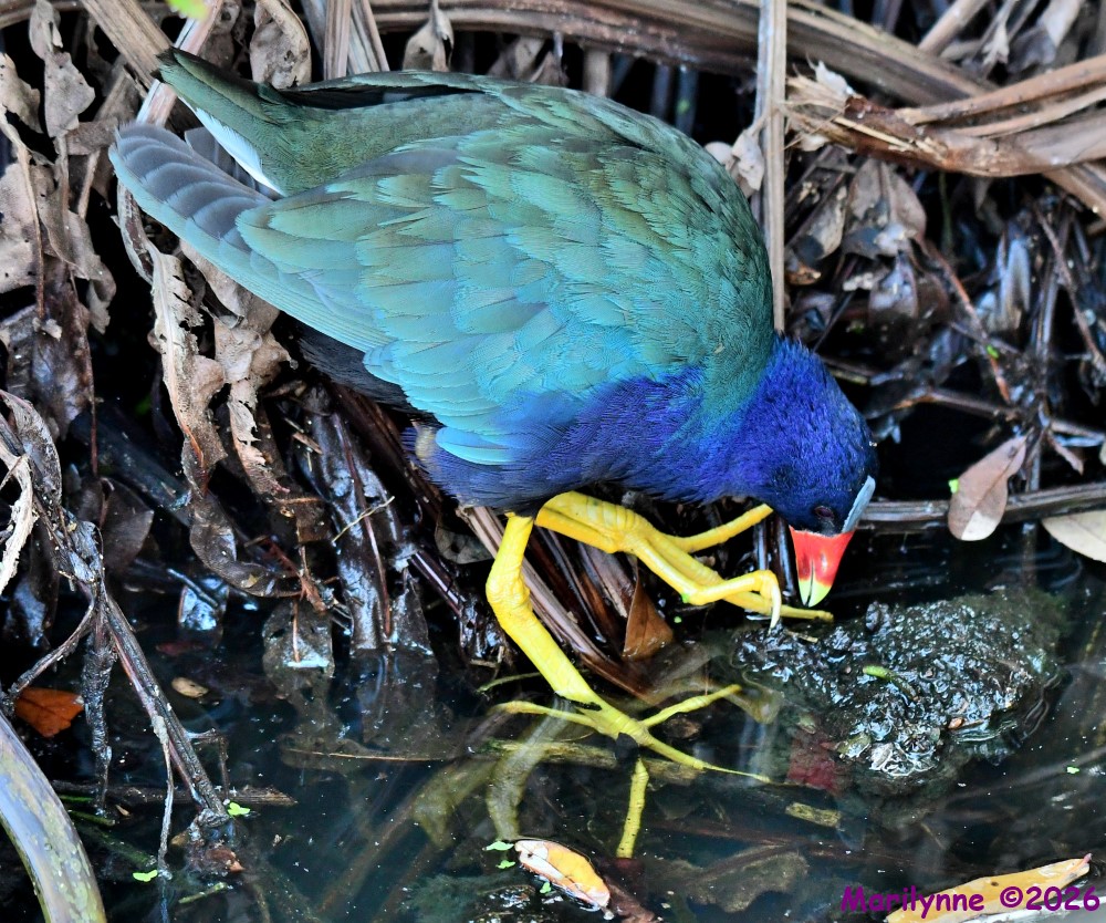 DSC_8656_001.JPG