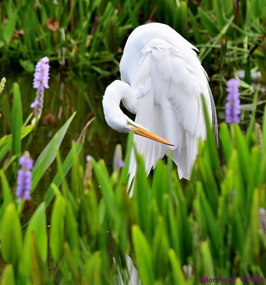 DSC_8656_001.JPG