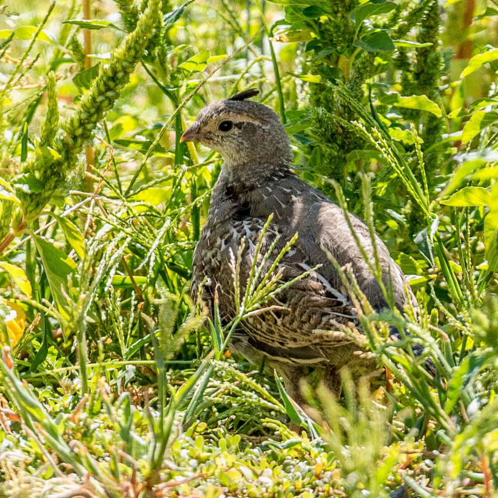 DSC_8658.jpg