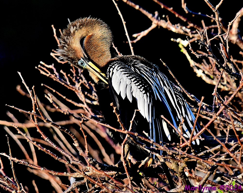 DSC_8659_001.JPG