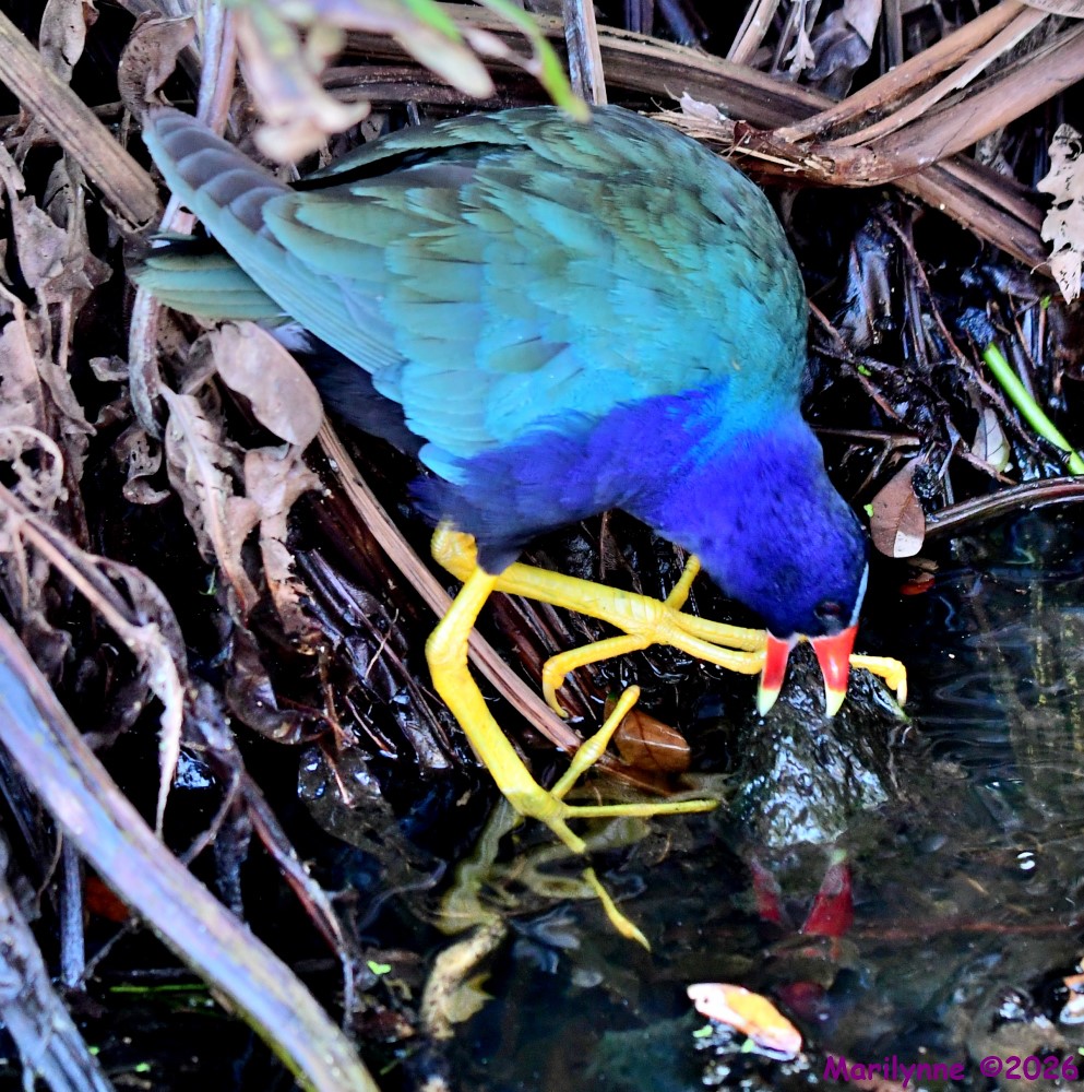 DSC_8659_001.JPG