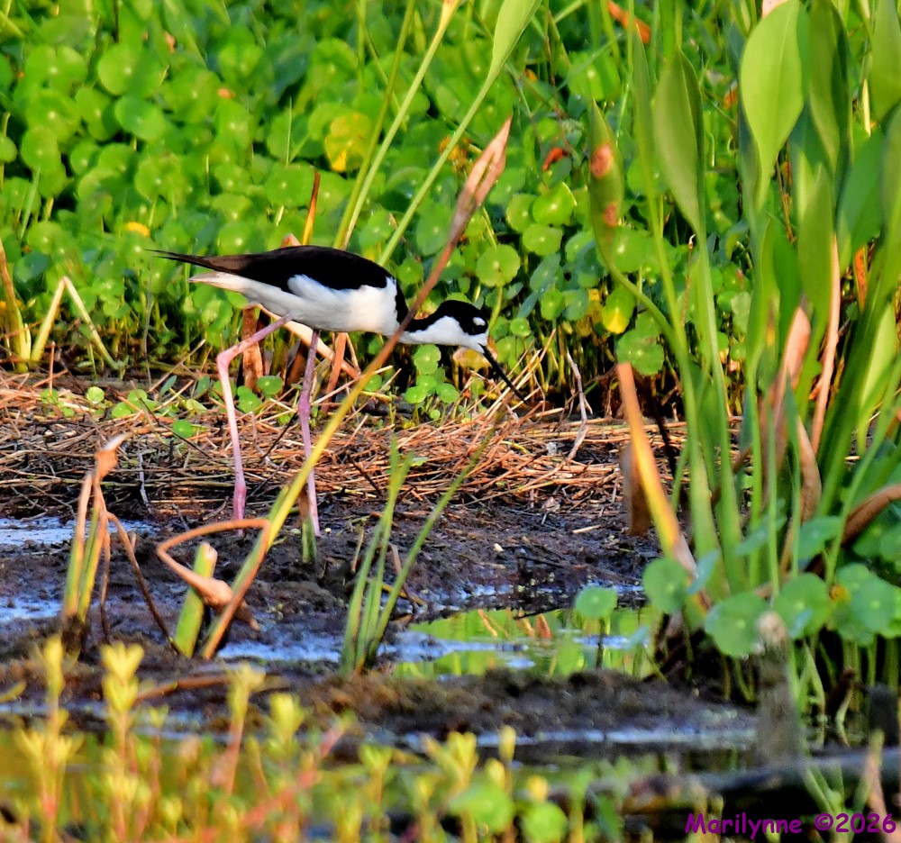 DSC_8660_001.JPG