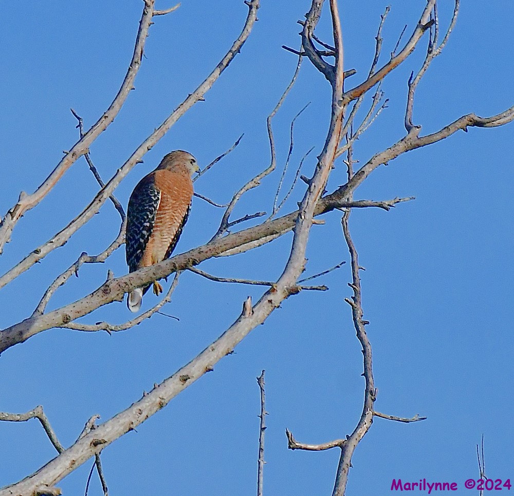 DSC_8661_001.JPG