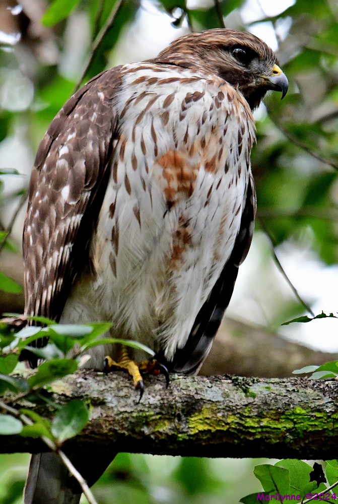 DSC_8661_001.JPG