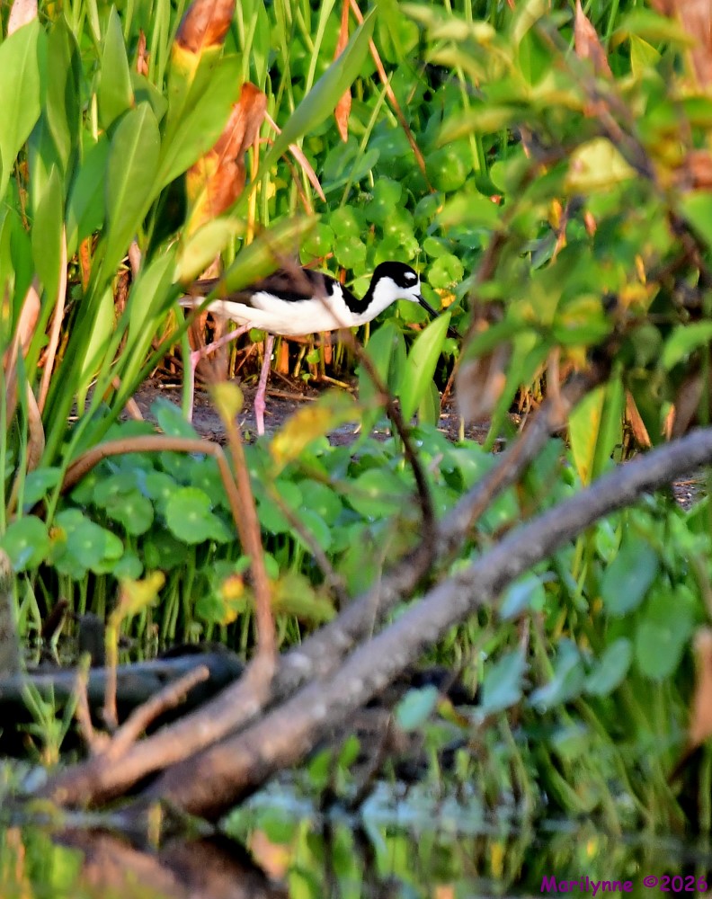 DSC_8663_001.JPG