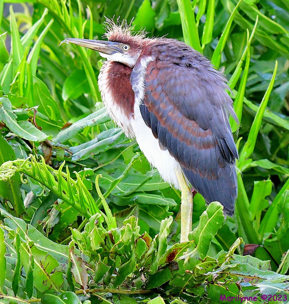 DSC_8667_001.JPG