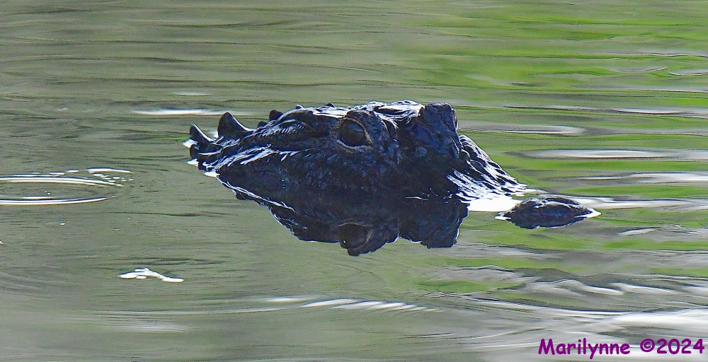 DSC_8667_001.JPG