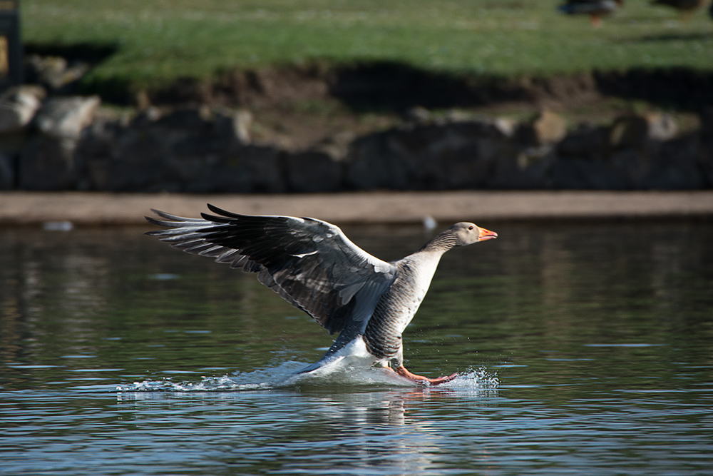 DSC_8672.jpg