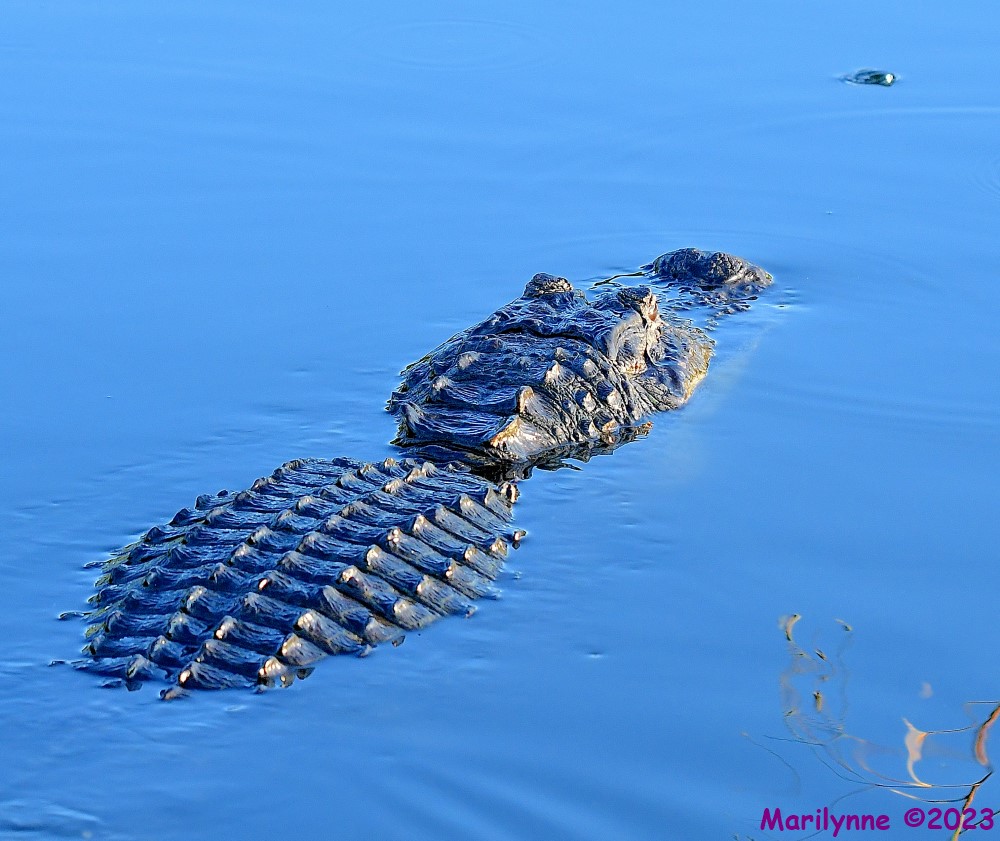 DSC_8672_001.JPG