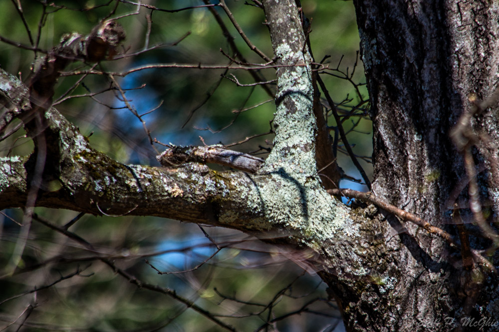 DSC_8673-Edit.jpg