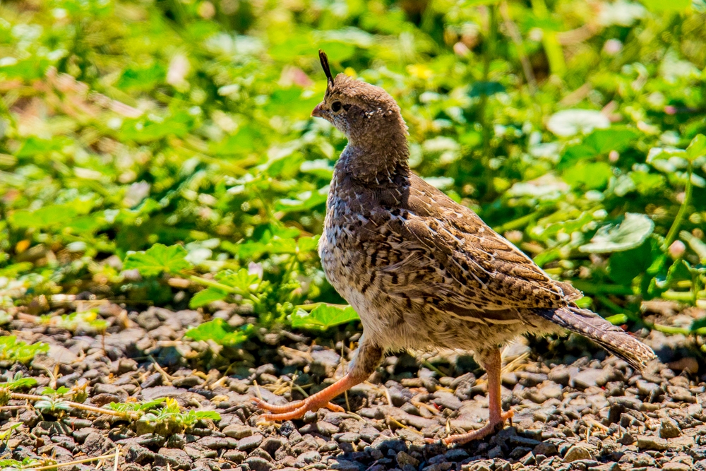 DSC_8673.jpg