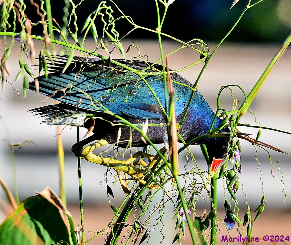 DSC_8675_001.JPG