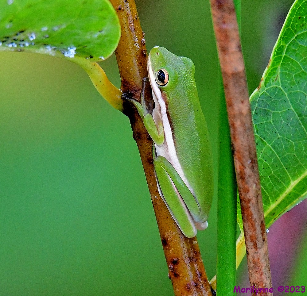 DSC_8677_001.JPG