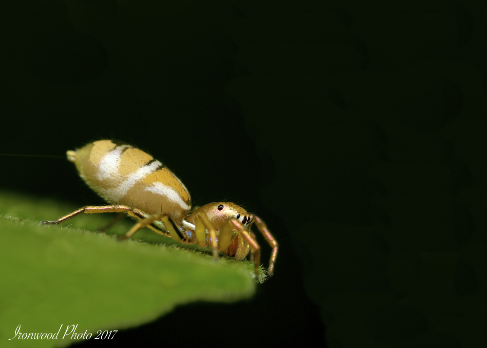 DSC_8679 - Version 5.jpg