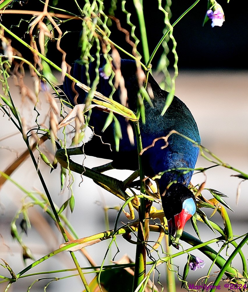 DSC_8680_001.JPG