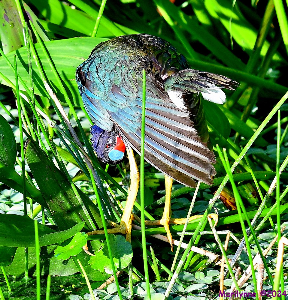 DSC_8684_001.JPG