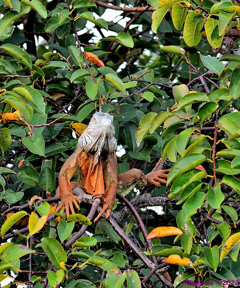 DSC_8685_001.JPG