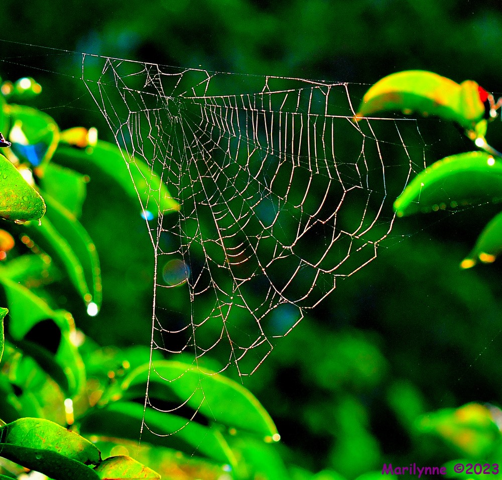 DSC_8686_001.JPG