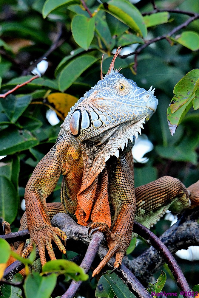 DSC_8690_001.JPG