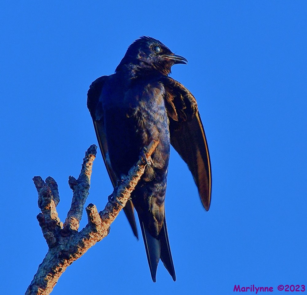 DSC_8692_001.JPG