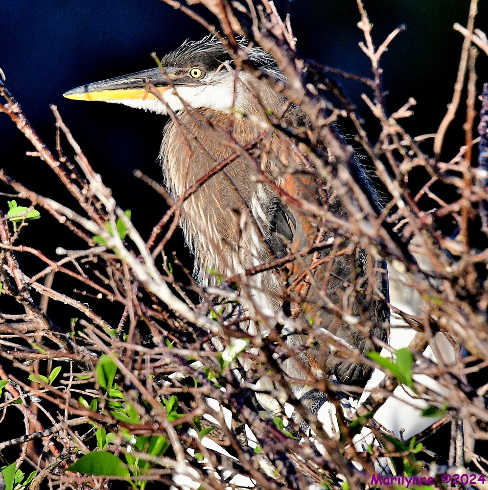 DSC_8694_001.JPG