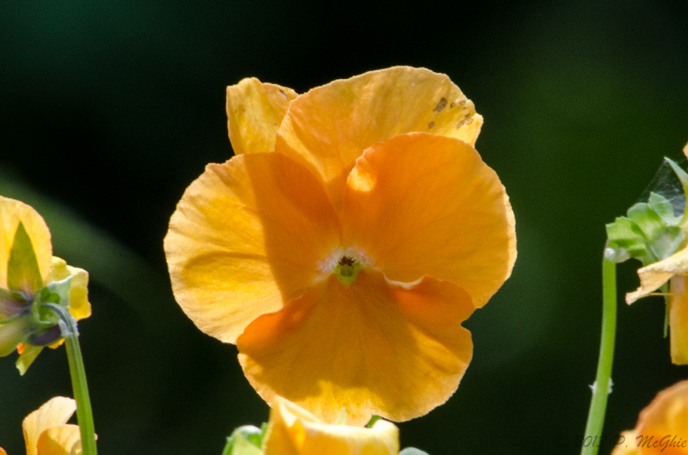 DSC_8695.jpg