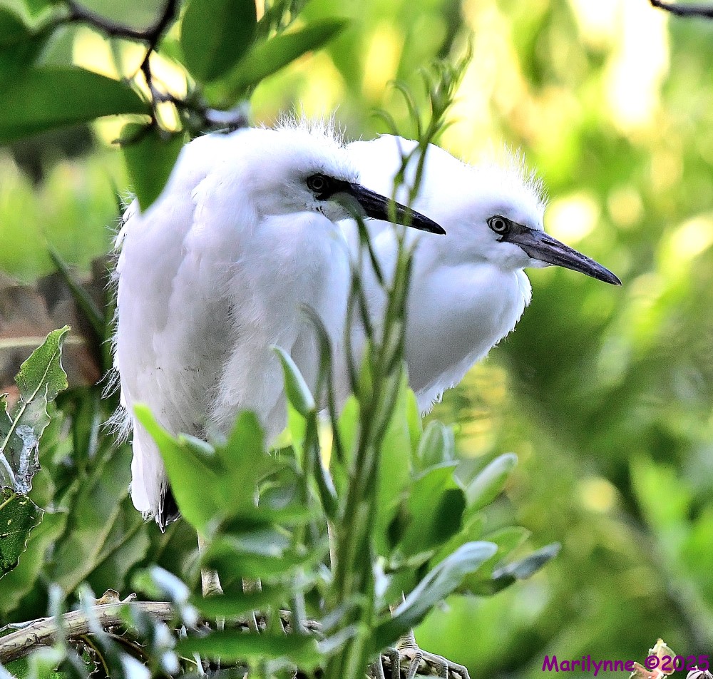 DSC_8695_001.JPG