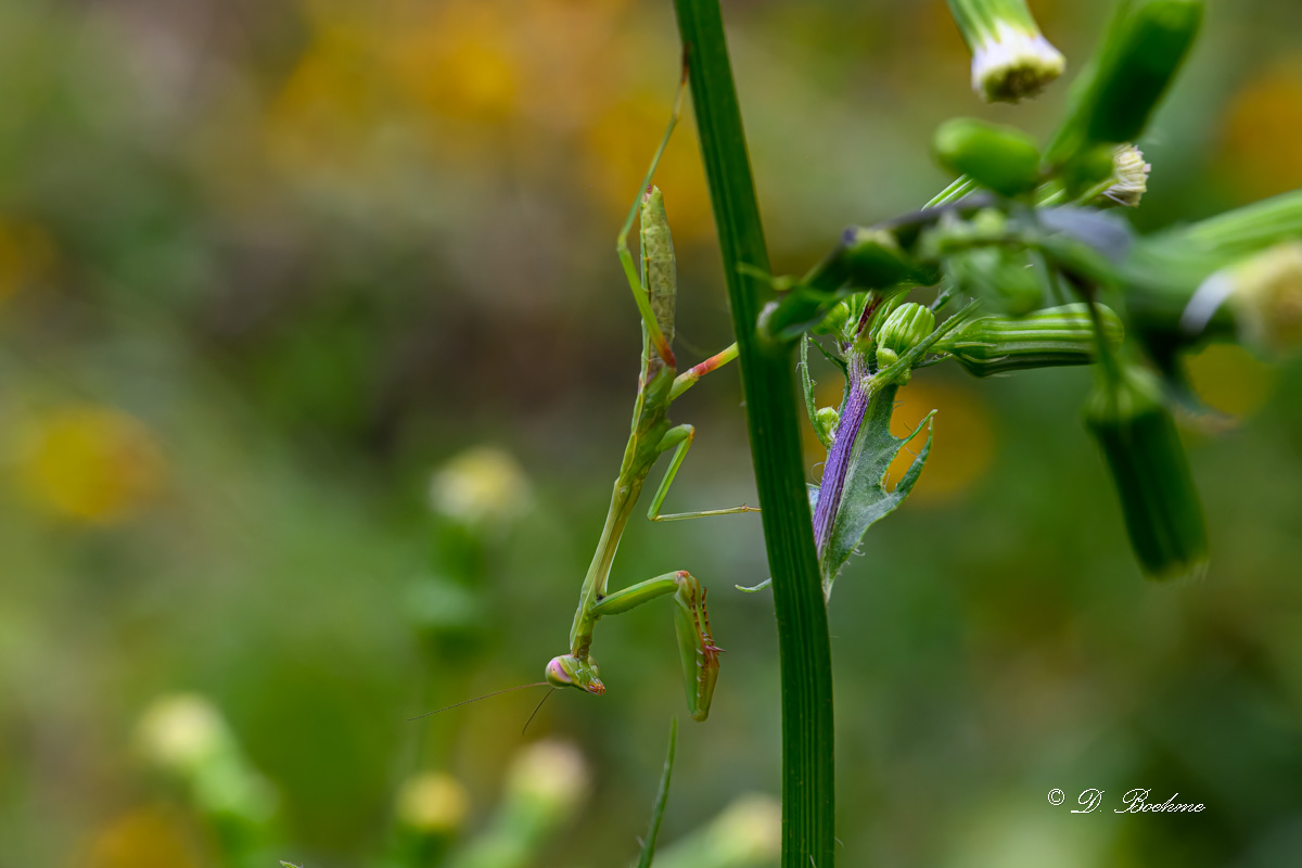 DSC_8697-topaz-rawdenoise.jpg