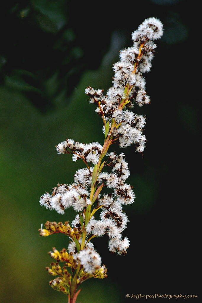 DSC_8698.jpg